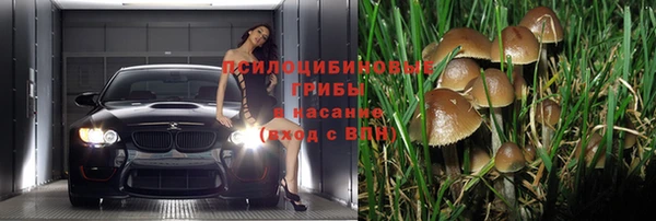 прущие грибы Абинск
